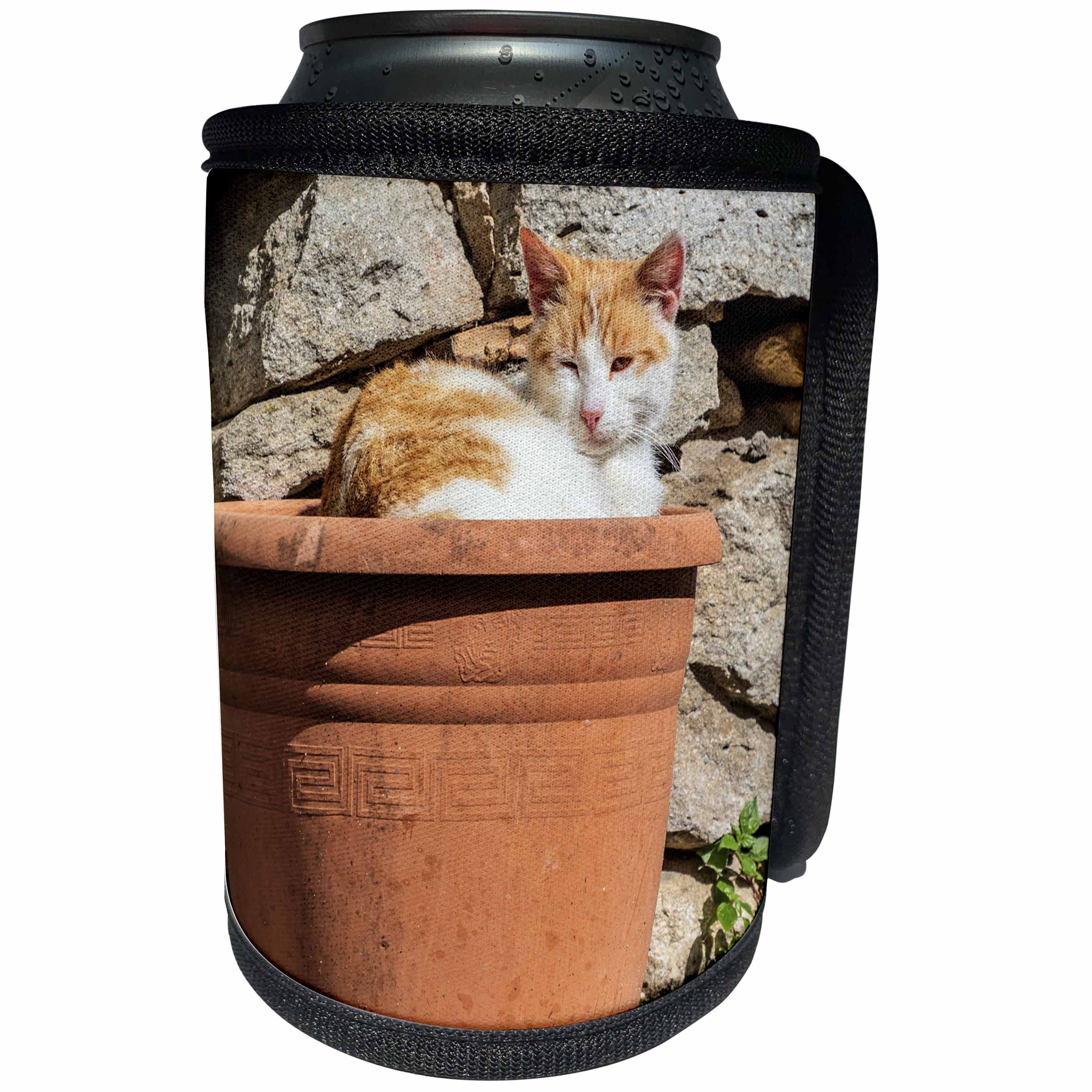 3dRose Orange and white cat in terra cotta planter. - Can Cooler Bottle Wrap (cc_343894)