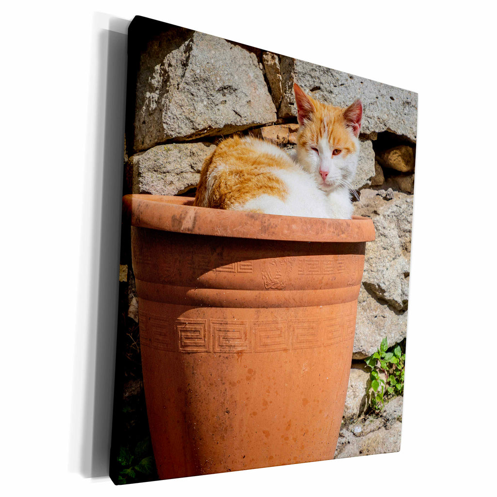 3dRose Orange and white cat in terra cotta planter. - Museum Grade Canvas Wrap (cw_343894)