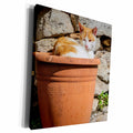3dRose Orange and white cat in terra cotta planter. - Museum Grade Canvas Wrap (cw_343894)