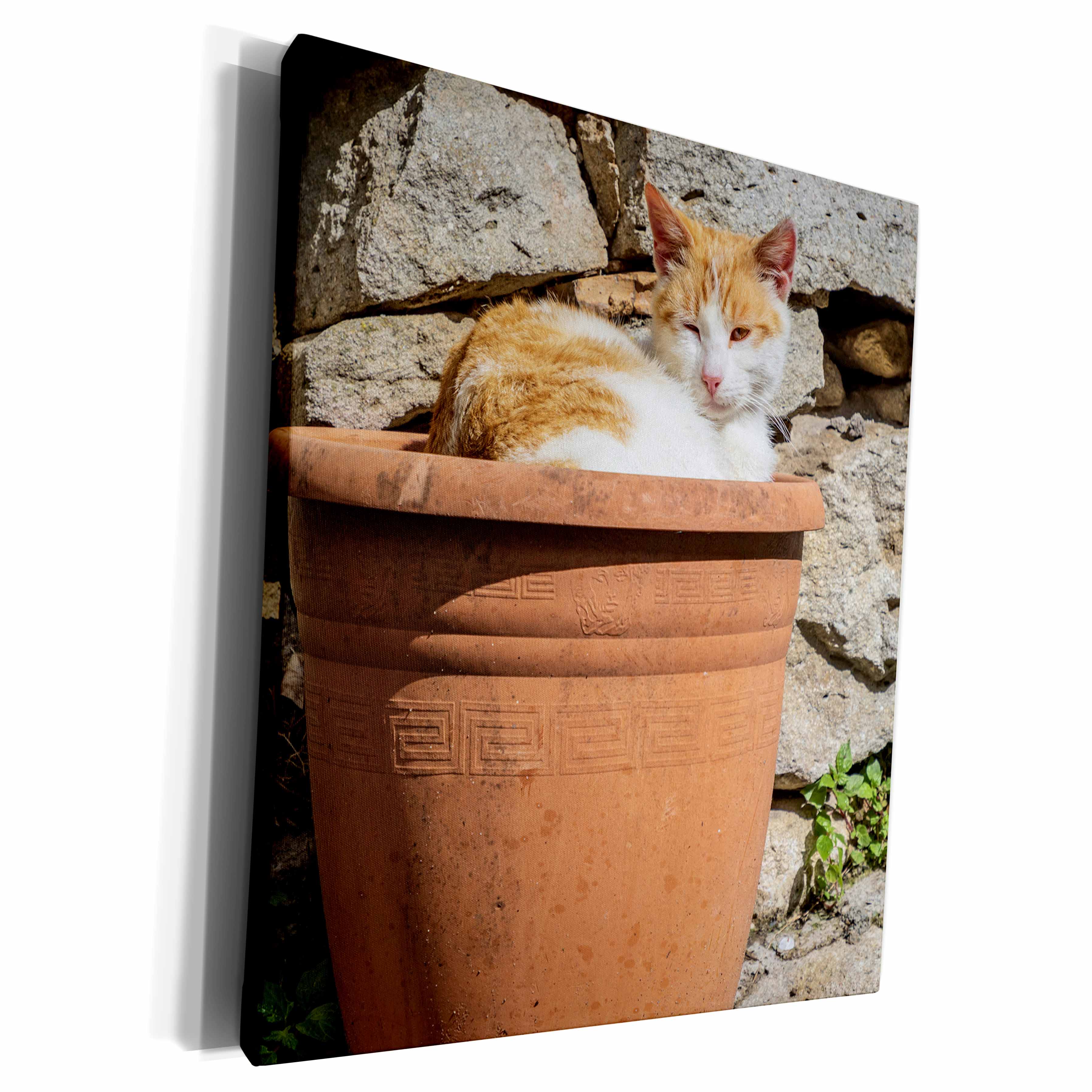3dRose Orange and white cat in terra cotta planter. - Museum Grade Canvas Wrap (cw_343894)