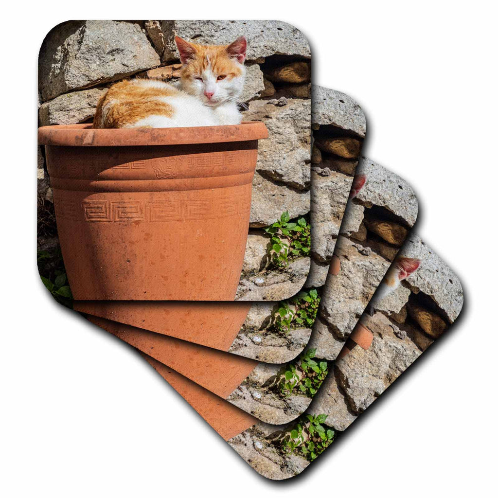 3dRose Danita Delimont - Cats - Orange and White cat in Terra Cotta Planter. - Coasters (CST_343894)