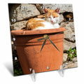 3dRose Orange and White cat in Terra Cotta Planter. - Desk Clocks (dc_343894)