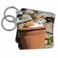 Key Chain - Orange and white cat in terra cotta planter. Cats