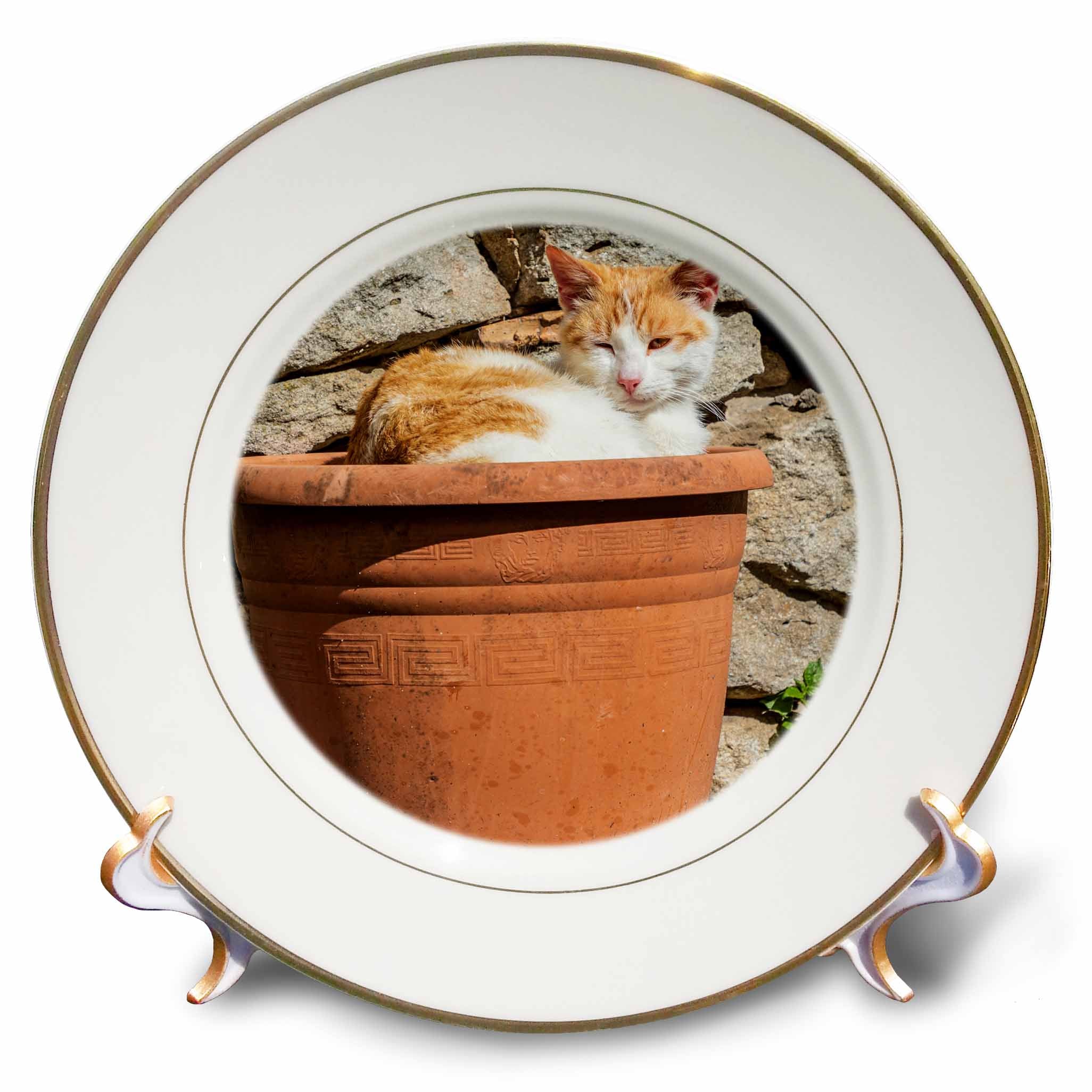 3dRose Danita Delimont - Cats - Orange and white cat in terra cotta planter. - Plates (cp_343894)