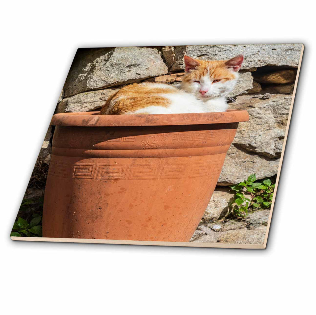 3dRose Danita Delimont - Cats - Orange and White cat in Terra Cotta Planter. - Tiles (ct_343894)