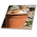 3dRose Danita Delimont - Cats - Orange and White cat in Terra Cotta Planter. - Tiles (ct_343894)